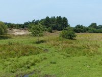 NL, Overijssel, Ommen, Junner Koeland 2, Saxifraga-Mark Zekhuis