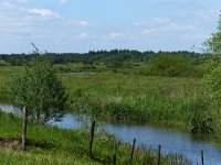 NL, Overijssel, Ommen, Junner Koeland 4, Saxifraga-Mark Zekhuis