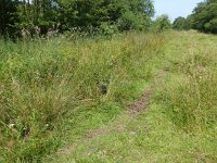 NL, Overijssel, Ommen, Junner Koeland 5, Saxifraga-Mark Zekhuis