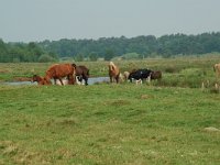 NL, Overijssel, Ommen, Junnerkoeland 45, Saxifraga-Willem van Kruijsbergen