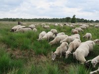 NL, Overijssel, Wierden, Wierdense Veld 1, Saxifraga-Mark Zekhuis