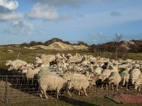 NL, Zeeland, Schouwen-Duiveland, Het Zeepe 17, Saxifraga-Jan van der Straaten