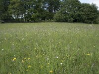 D, Nordrhein-Westfalen, Blankenheim, Alendorf 5, Saxifraga-Willem van Kruijsbergen