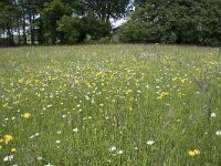 D, Nordrhein-Westfalen, Blankenheim, Alendorf 7, Saxifraga-Willem van Kruijsbergen