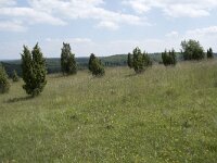 D, Nordrhein-Westfalen, Blankenheim, Alendorf, Kalvarienberg 3, Saxifraga-Willem van Kruijsbergen