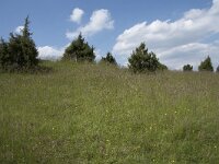 D, Nordrhein-Westfalen, Blankenheim, Alendorf, Kalvarienberg 7, Saxifraga-Willem van Kruijsbergen