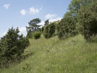 D, Nordrhein-Westfalen, Blankenheim, Alendorf, Kalvarienberg 8, Saxifraga-Willem van Kruijsbergen