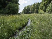D, Nordrhein-Westfalen, Blankenheim, Alendorf, Lampertsbach 2, Saxifraga-Willem van Kruijsbergen