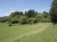 D, Rheinland-Pfalz, Gerolstein, Papenkaule 2, Saxifraga-Willem van Kruijsbergen