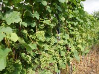 D, Rheinland-Pfalz, Cochem 8, Saxifraga-Foto Fitis-Sytske Dijksen