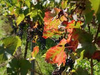 D, Rheinland-Pfalz, Wintrich 4, Saxifraga-Foto Fitis-Sytske Dijksen