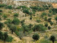 GR, Chios, Chios, Lagada 3, Saxifraga-Jan van der Straaten