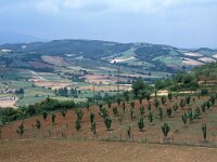 GR, Pieria,  Lofos 1, Saxifraga-Jan van der Straaten