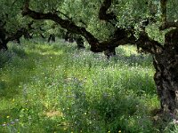 GR, Zakynthos, Zakynthos, Exo Chora 1, Saxifraga-Theo Verstrael