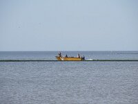 NL, Noord-Holland, Texel, De Bol 5, Saxifraga-Foto Fitis-Sytske Dijksen