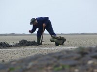 NL, Noord-Holland, Texel, Mokbaai 4, worm spitter, Saxifraga-Foto Fitis-Sytske Dijksen