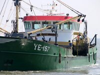 NL, Noord-Holland, Texel, Oosterend 3, Mytilus edulis, Saxifraga-Foto Fitis-Sytske Dijksen
