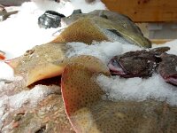 NL, Noord-Holland, Texel, Oudeschild 11, Raja brachyura, Saxifraga-Foto Fitis-Sytske Dijksen