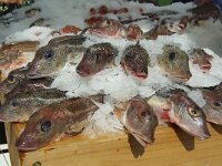 NL, Noord-Holland, Texel, Oudeschild 13, Chelidonichthys lucerna, Saxifraga-Foto Fitis-Sytske Dijksen