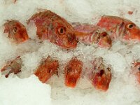 NL, Noord-Holland, Texel, Oudeschild 15, Sebastes norvegicus, Saxifraga-Foto Fitis-Sytske Dijksen