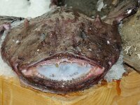 NL, Noord-Holland, Texel, Oudeschild 18, Lophius piscatorius, Saxifraga-Foto Fitis-Sytske Dijksen