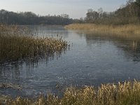 NL, Noord-Brabant, Valkenswaard, fishponds 1, Saxifraga-Jan van der Straaten