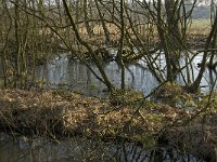 NL, Noord-Brabant, Valkenswaard, fishponds 10, Saxifraga-Jan van der Straaten