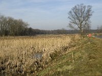NL, Noord-Brabant, Valkenswaard, fishponds 18, Saxifraga-Jan van der Straaten