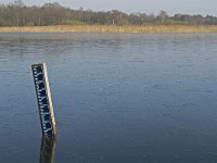 NL, Noord-Brabant, Valkenswaard, fishponds 19, Saxifraga-Jan van der Straaten