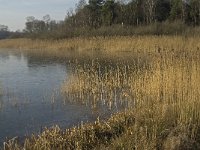 NL, Noord-Brabant, Valkenswaard, fishponds 2, Saxifraga-Jan van der Straaten