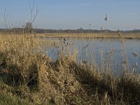 NL, Noord-Brabant, Valkenswaard, fishponds 24, Saxifraga-Jan van der Straaten