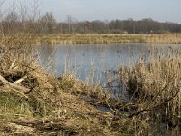 NL, Noord-Brabant, Valkenswaard, fishponds 25, Saxifraga-Jan van der Straaten