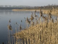 NL, Noord-Brabant, Valkenswaard, fishponds 3, Saxifraga-Jan van der Straaten