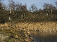 NL, Noord-Brabant, Valkenswaard, fishponds 6, Saxifraga-Jan van der Straaten