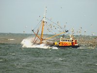 NL, Noord-Holland, Velsen, Sea 1, Saxifraga-Piet Munsterman