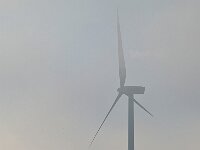 NL, Zeeland, Sluis, Slijkplaat 1, Saxifraga-Tom Heijnen