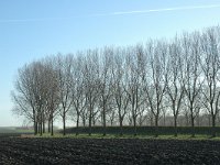 NL, Noord-Brabant, Moerdijk, Lokkerspolder 1, Saxifraga-Jan van der Straaten