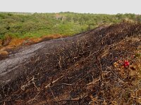 NL, Noord-Holland, Texel, Westerslag 3, Saxifraga-Foto Fitis-Sytske Dijksen