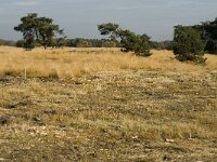 B, Limburg, Neerpelt, Hageven 20, Saxifraga-Jan van der Straaten
