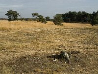 B, Limburg, Neerpelt, Hageven 23, Saxifraga-Jan van der Straaten