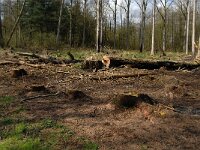 B, Limburg, Peer, Neerhoksent 17, Saxifraga-Jan van der Straaten