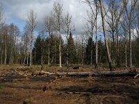 B, Limburg, Peer, Neerhoksent 19, Saxifraga-Jan van der Straaten