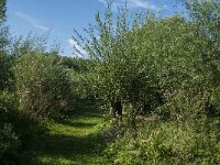 NL, Noord-Brabant, Altena, Polder Prik- en Schanswaard 4, Saxifraga-Jan van der Straaten