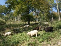 NL, Limburg, Eijsden-Margraten, Savelsbos 1, Saxifraga-Foto Fitis-Sytske Dijksen