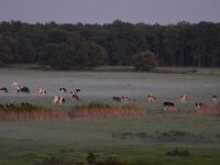 NL, Limburg, Weert, Weerterbos 2, Saxifraga-Tom Heijnen