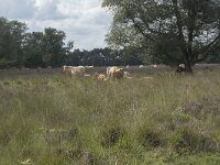 NL, Noord-Brabant, Boxtel, Kampina, Groot Vak 2, Saxifraga-Willem van Kruijsbergen