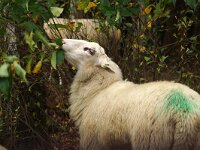 NL, Noord-Holland, Hilversum, Wasmeer 1, Saxifraga-Foto Fitis-Sytske Dijksen