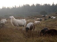 NL, Noord-Holland, Texel, Bleekersvallei 3, Saxifraga-Foto Fitis-Sytske Dijksen