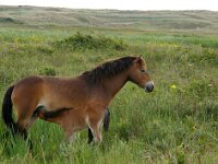 NL, Noord-Holland, Texel, Bollekamer 39, Saxifraga-Foto Fitis-Sytske Dijksen