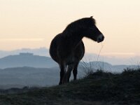 NL, Noord-Holland, Texel, Bollekamer 43, Saxifraga-Foto Fitis-Sytske Dijksen